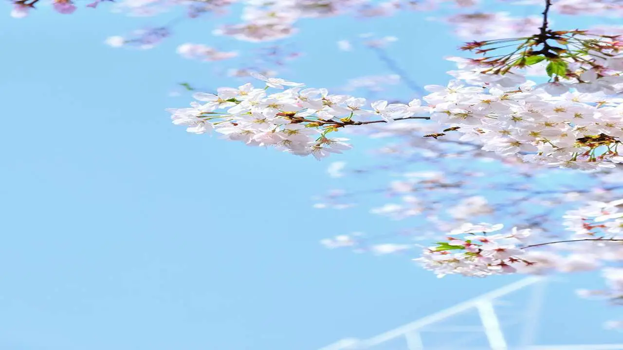 Blossoming Cherry Mental Health Counseling